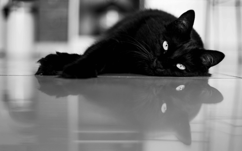 black-cat-lays-on-gray-epoxy-floor